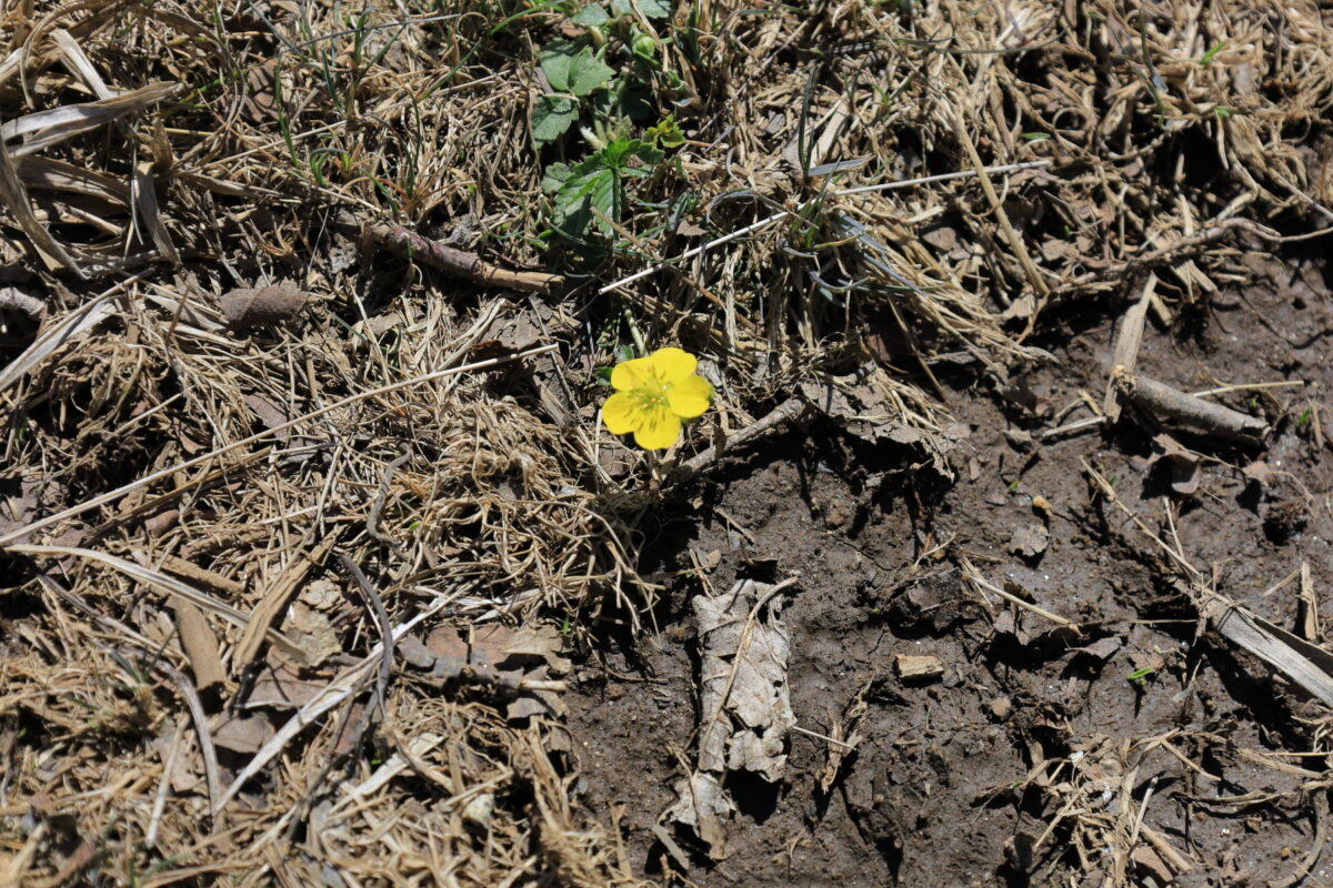 大蔵高丸山頂の登山道脇に咲く黄色いお花