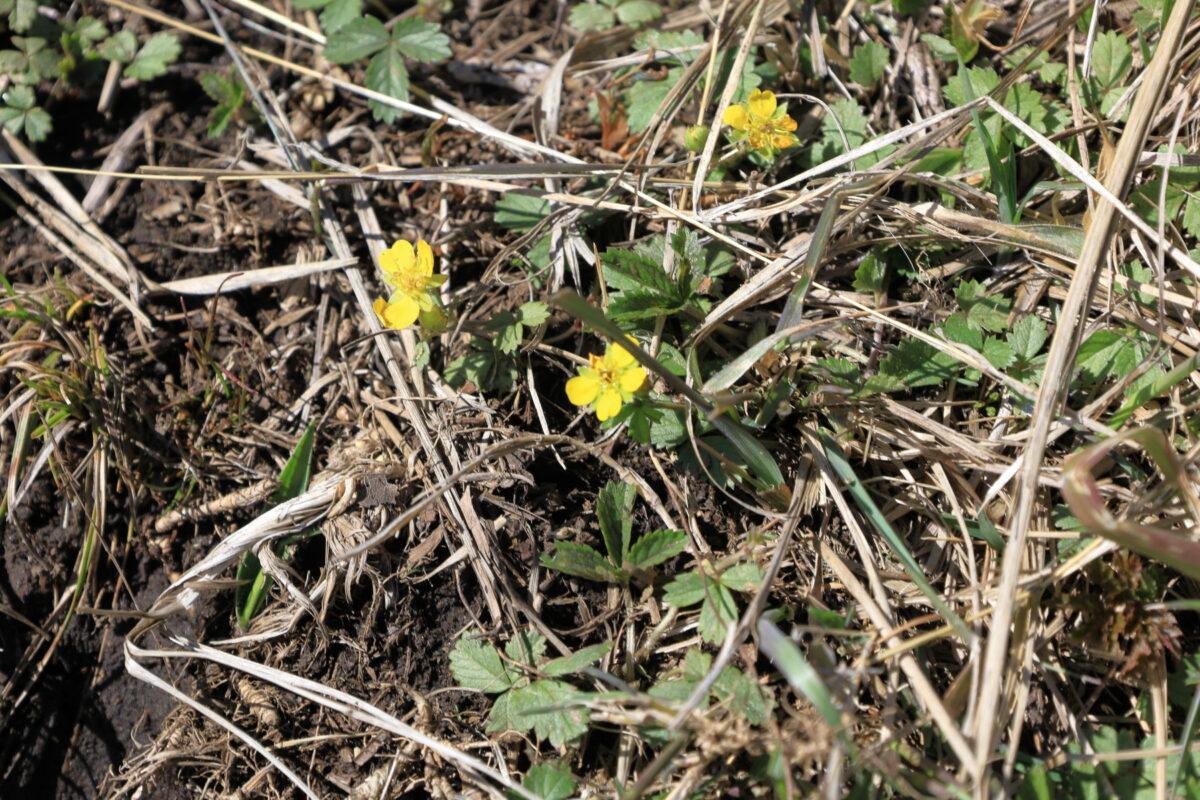 ハマイバ丸への登山道脇にたくさん咲いていた黄色いお花