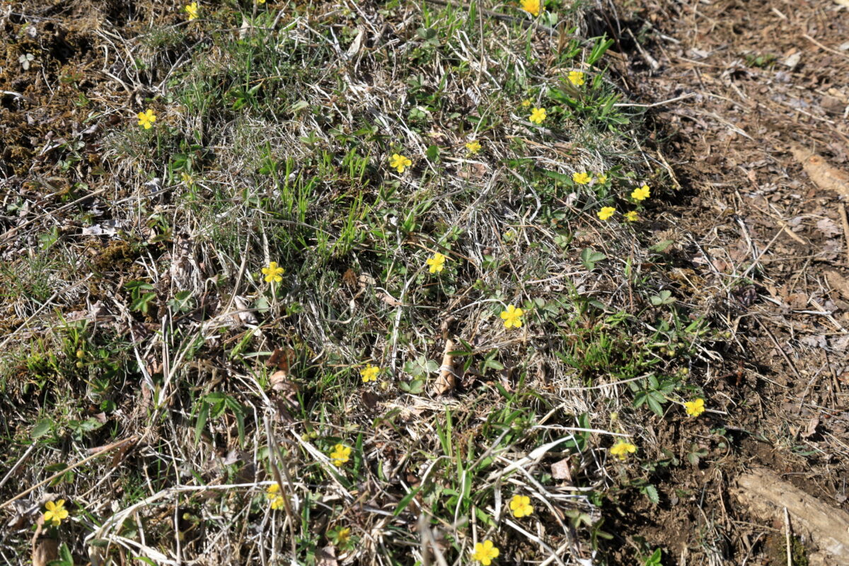 尾根道脇の黄色いお花の群生