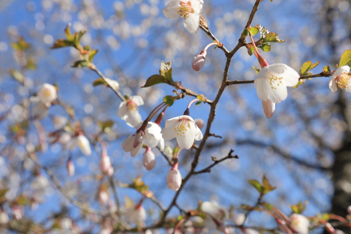 ハマイバ丸～米背負峠の登山道脇に咲くサクラの花