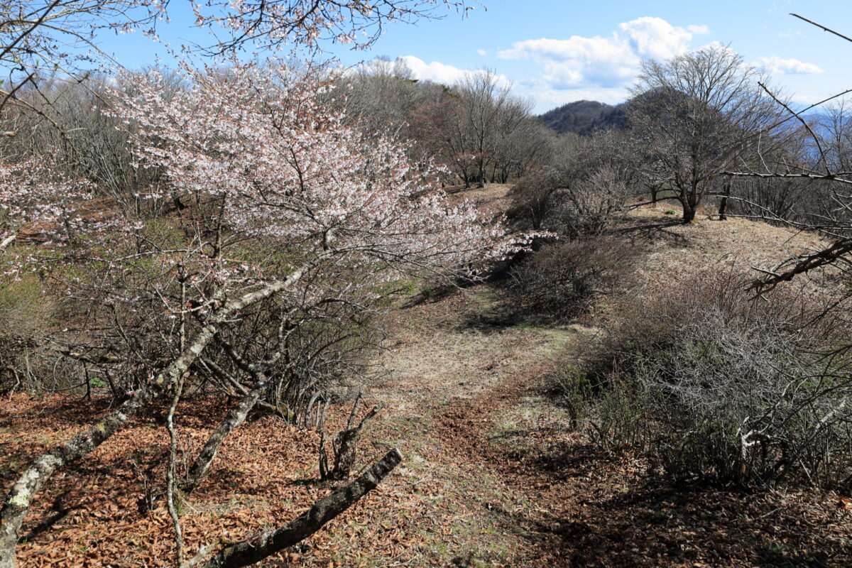 米背負峠への登山道脇に咲くサクラ