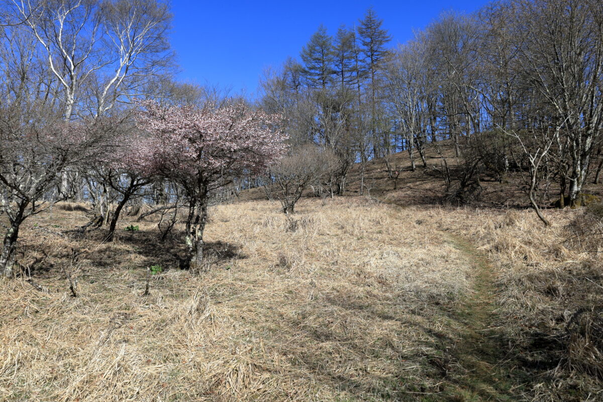 青空に映える桜の花