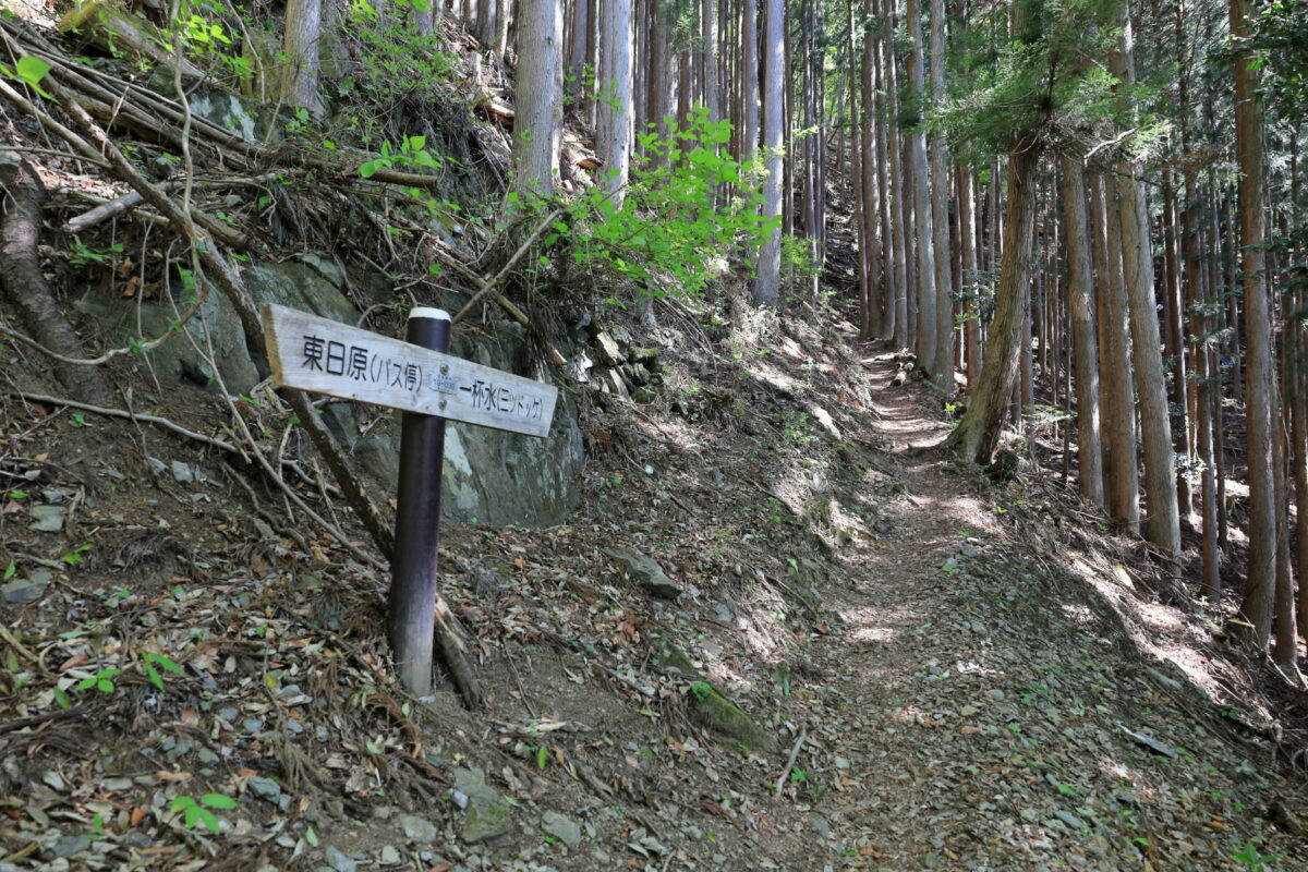 植林帯の中を歩くヨコスズ尾根の登山道