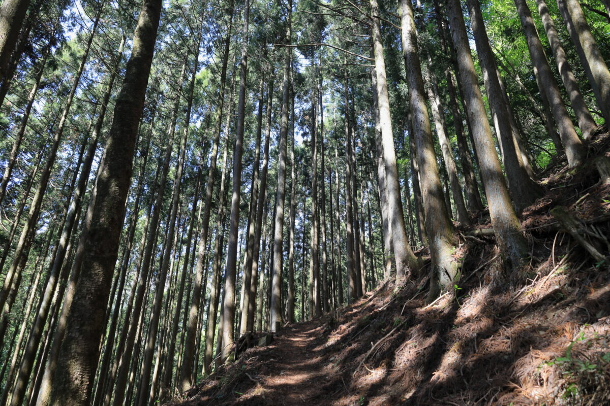 植林帯の中をジグザグに登っていくヨコスズ尾根の登山道