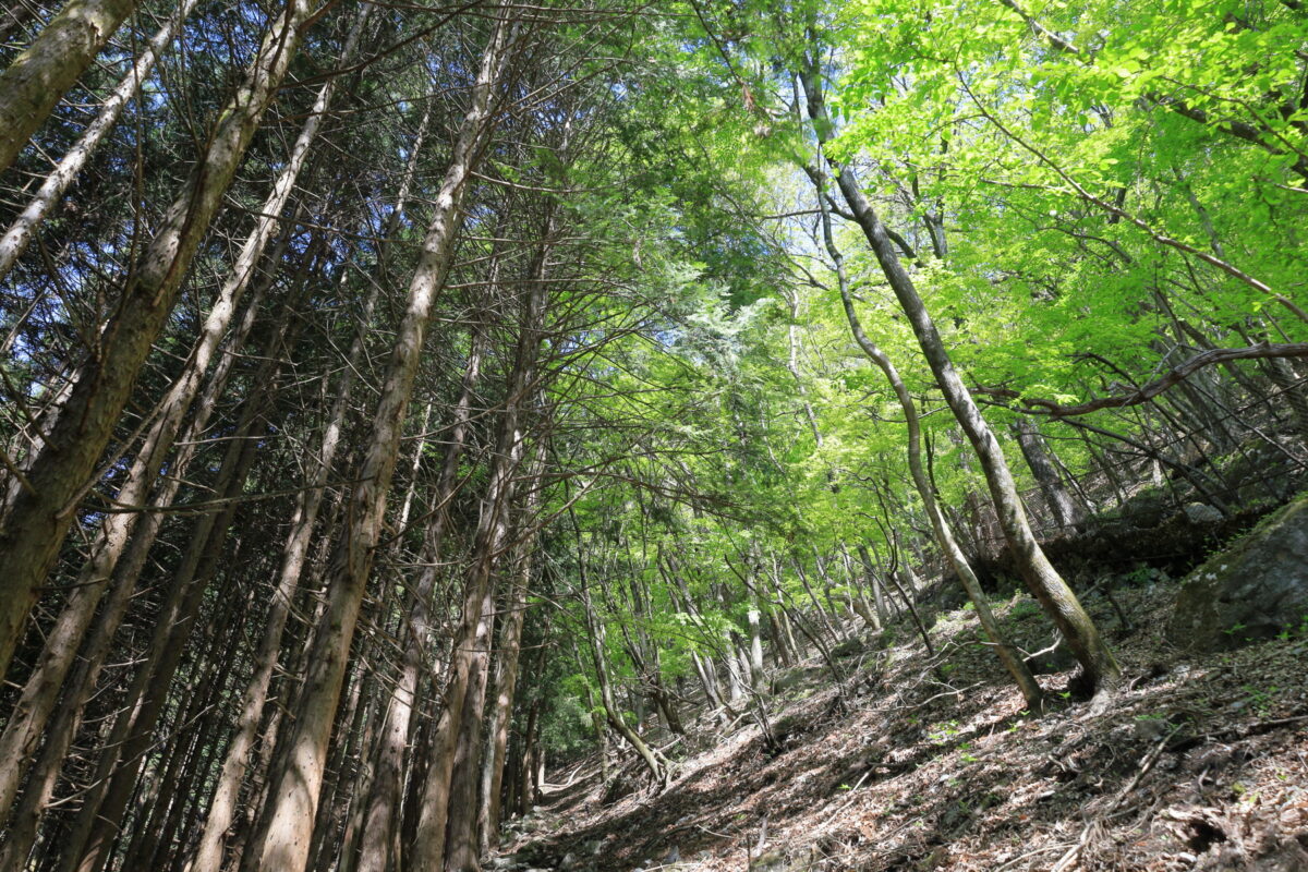 植林帯と自然林の境目に付けられたヨコスズ尾根の登山道