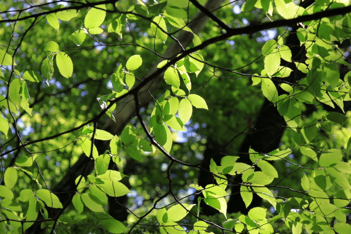 緑色が鮮やかなヨコスズ尾根の新緑の葉