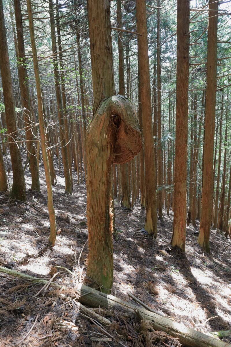 ひとひねりしてしまったヨコスズ尾根の杉の木