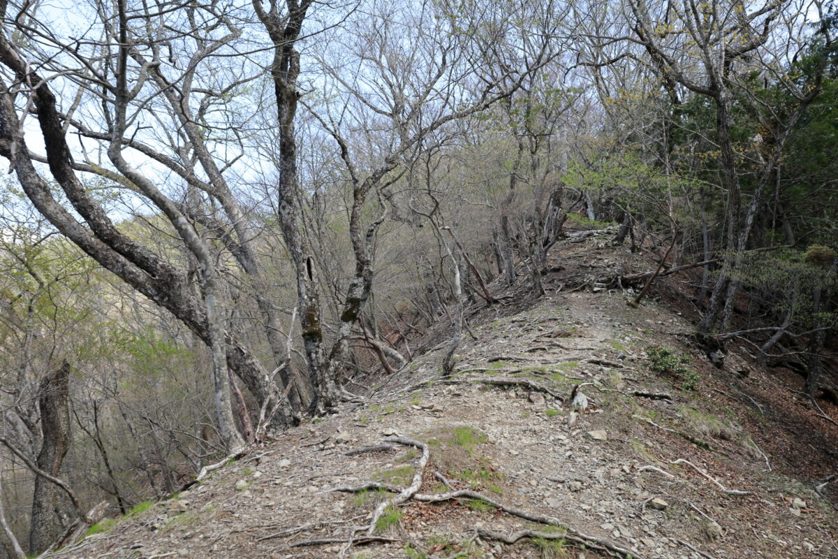 かなり急登の天目山への登り