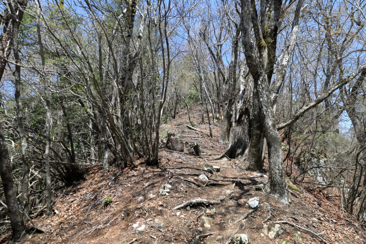 天目山山頂直下の急登