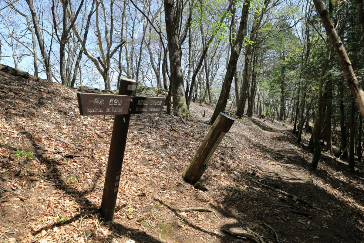 天目山から蕎麦粒山へ向かう天目背稜の縦走路に合流