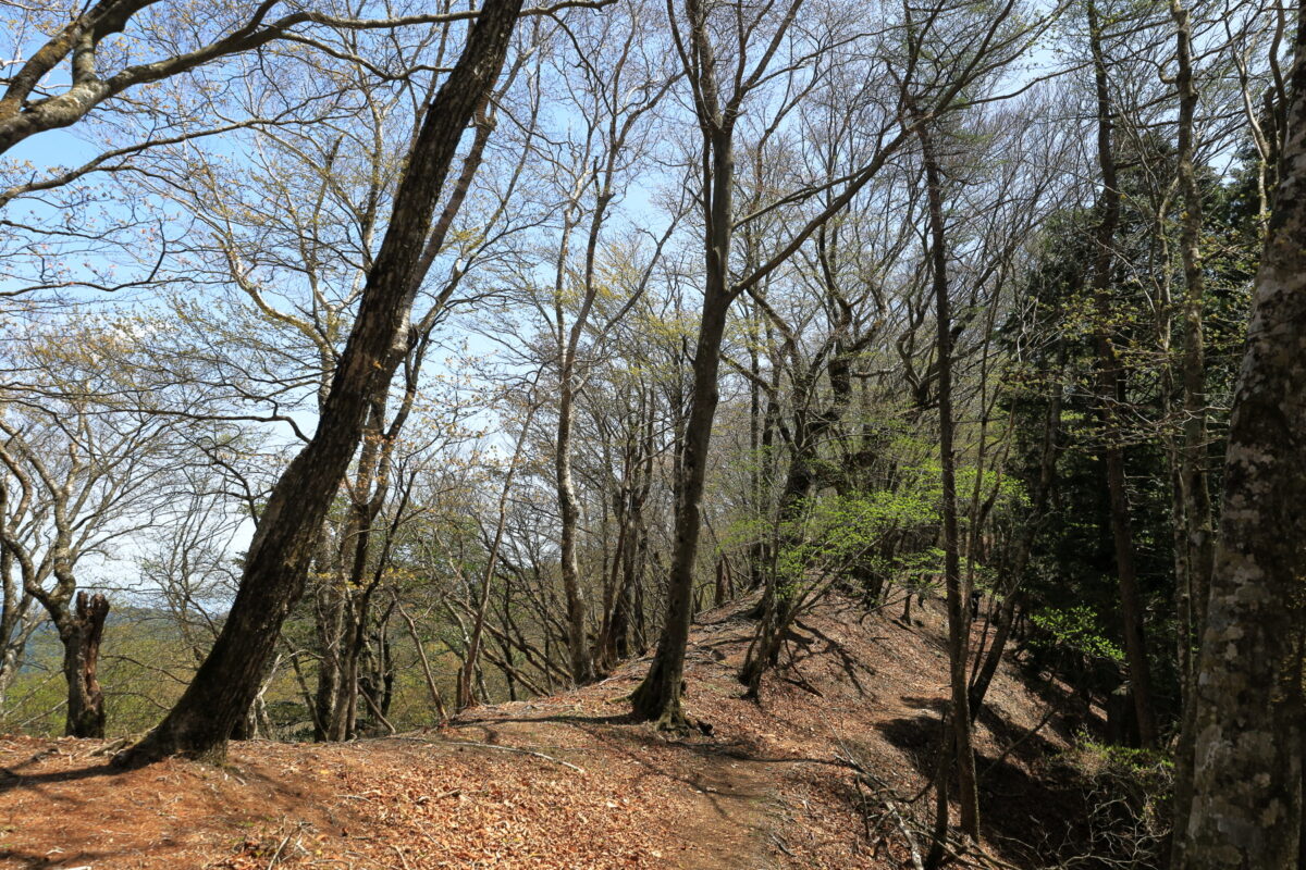 快適な尾根歩きが続く天目背稜の登山道