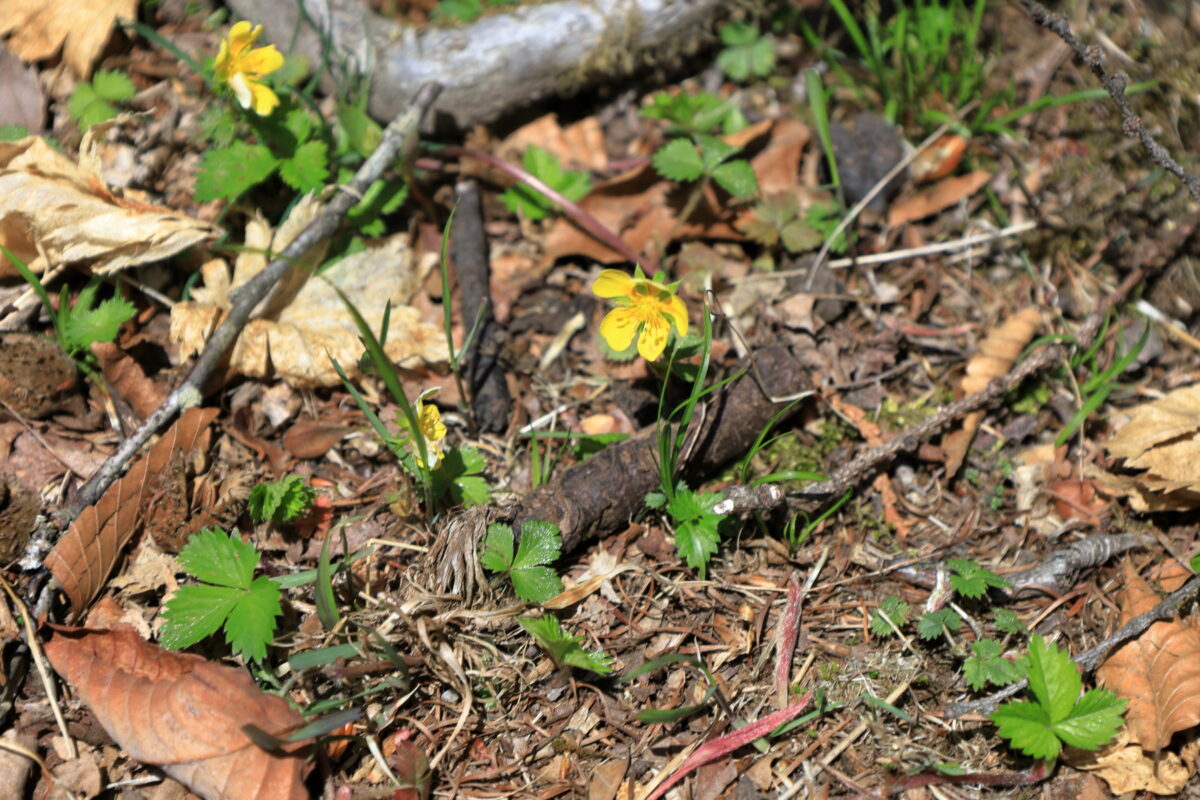 天目背稜の登山道脇に咲く黄色いお花