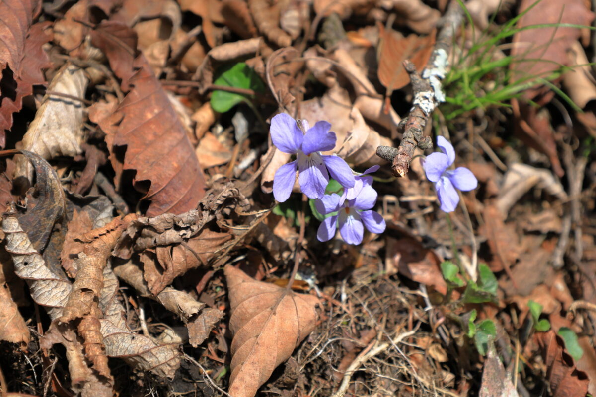 天目背稜の登山道脇に咲くスミレの花