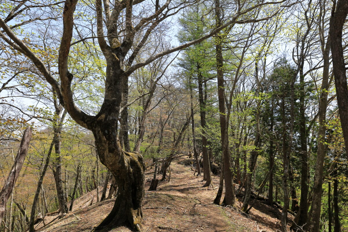 アップダウンが少なく快適に歩ける天目背稜の天目山～蕎麦粒山の道