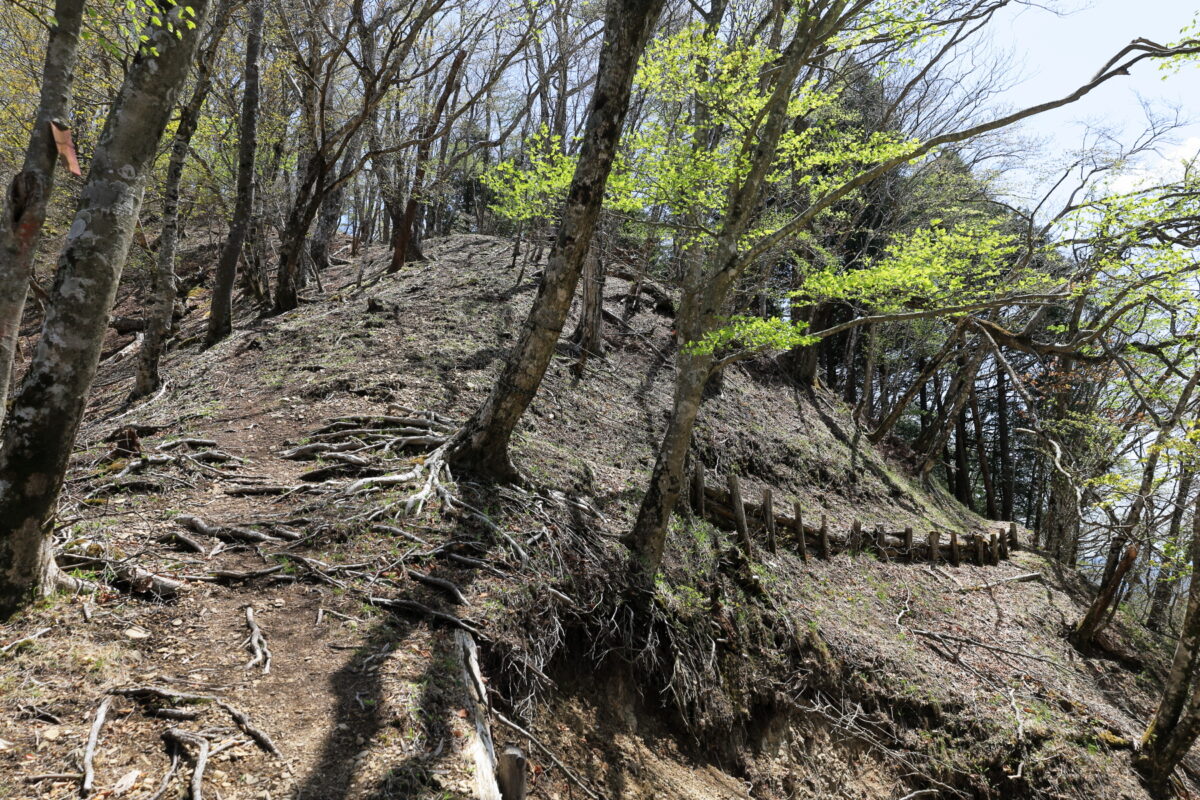 棒杭ノ頭への分岐