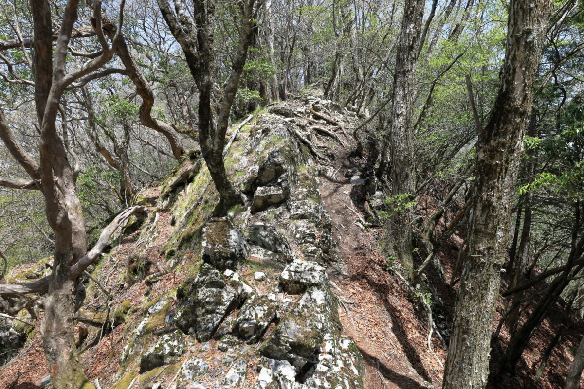 岩が多く険路が続く棒杭ノ頭への道