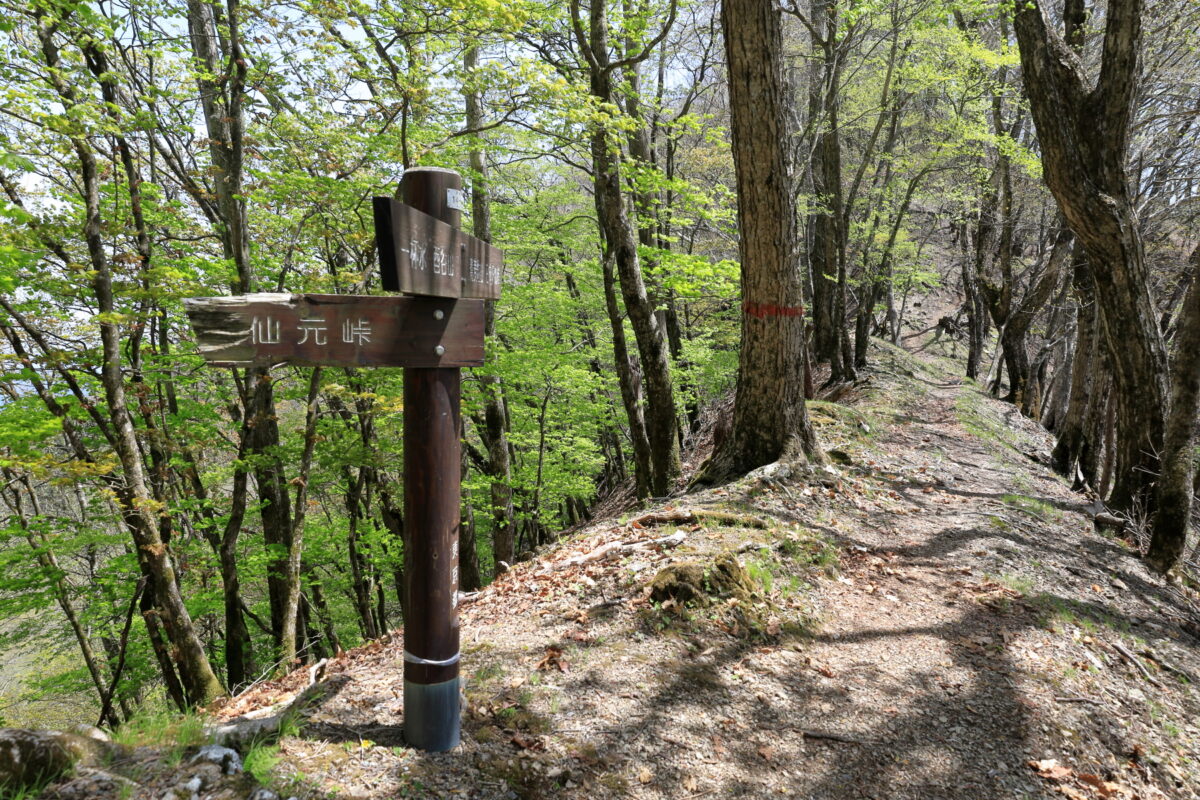 尾根上にある仙元峠への分岐