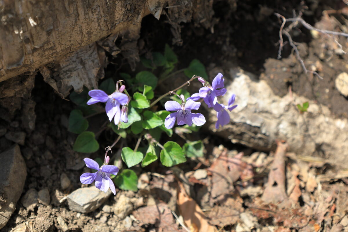 蕎麦粒山山頂近くにたくさん咲いていたスミレの花