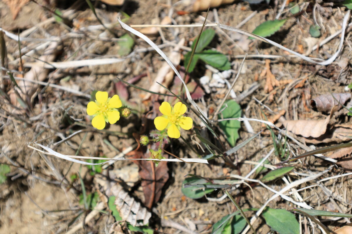 蕎麦粒山近くの登山道脇に咲く黄色いお花