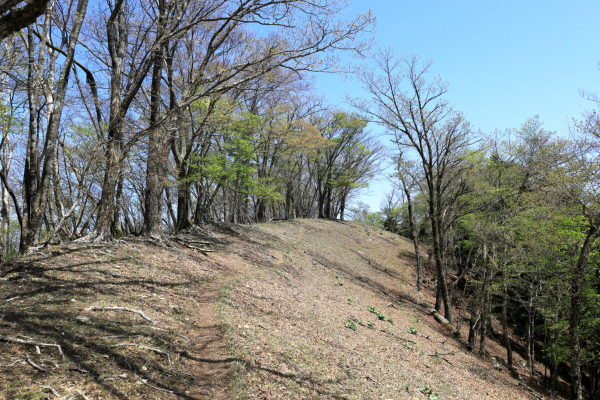 防火帯の広々とした道が続く蕎麦粒山～日向沢ノ峰の道