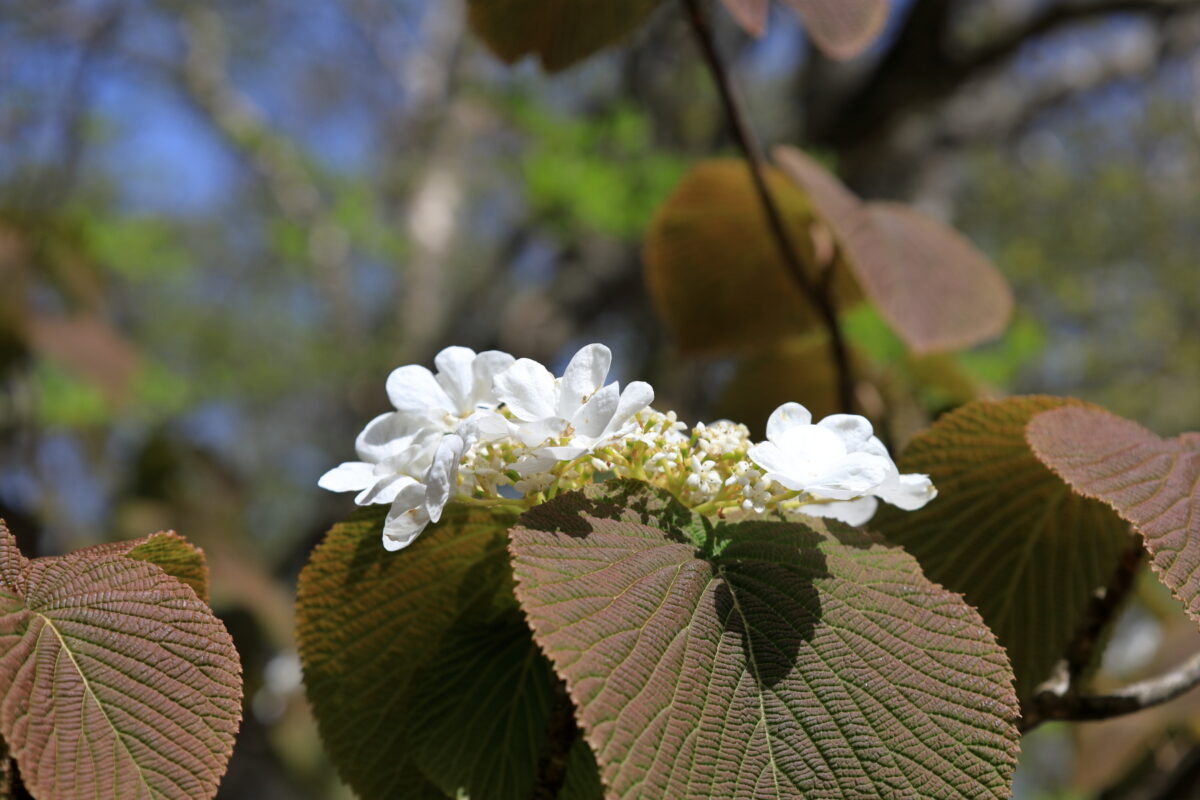 天目山稜の登山道脇に咲いていたムシカリの花