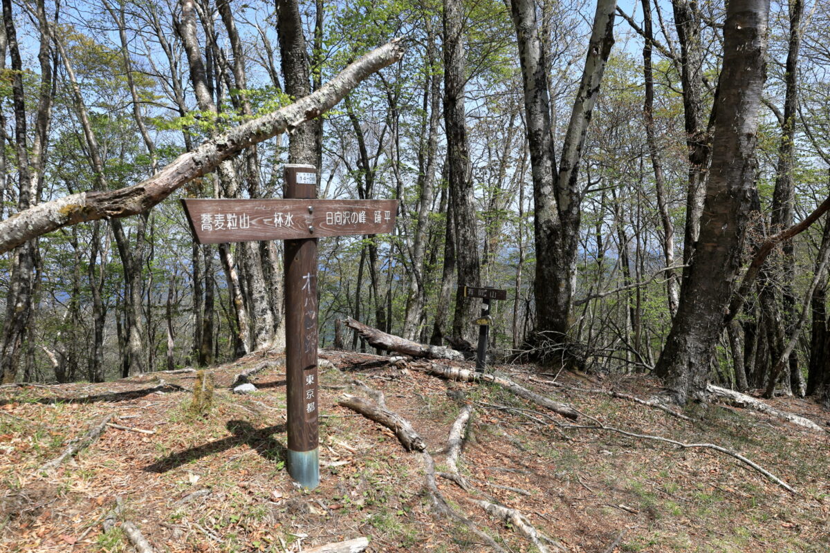 天目山稜尾根道の小ピークの一つ「オハヤシノ頭」