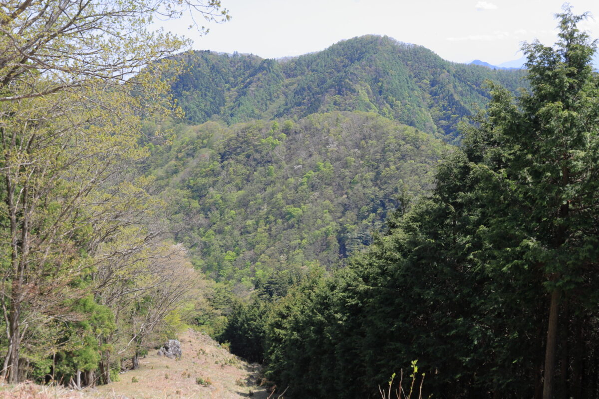 踊平へ下る急坂の上からの川苔山の眺め