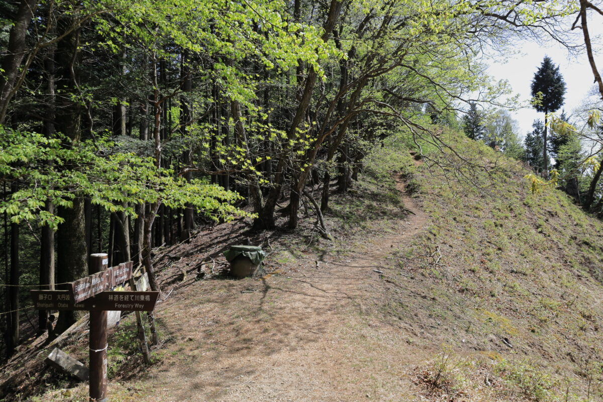 踊平から川苔山への登り基調の登山道