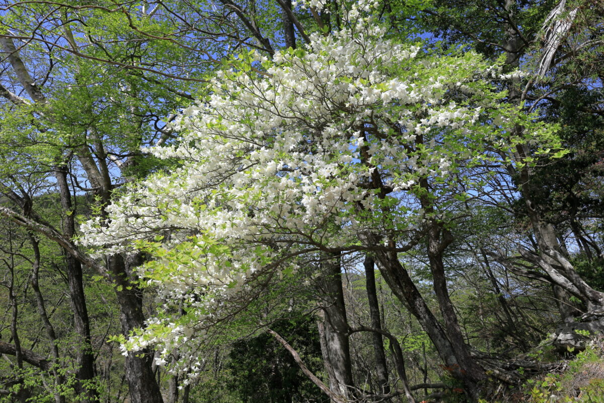 踊平～川苔山の登山道脇で咲き誇るシロヤシオの花