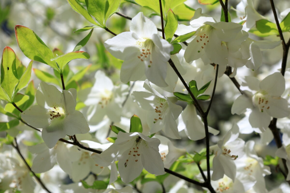 真っ白でとても美しいシロヤシオの花