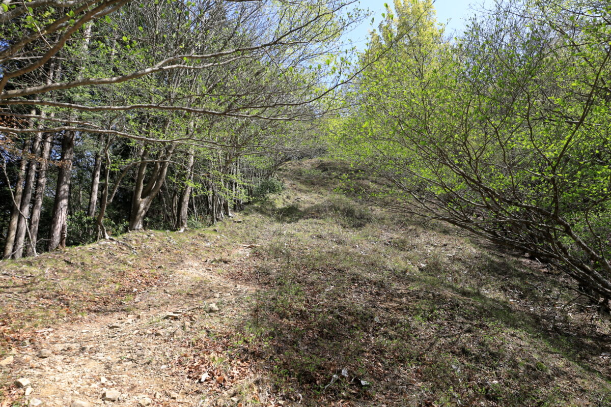 川苔山への本格的な登りへ