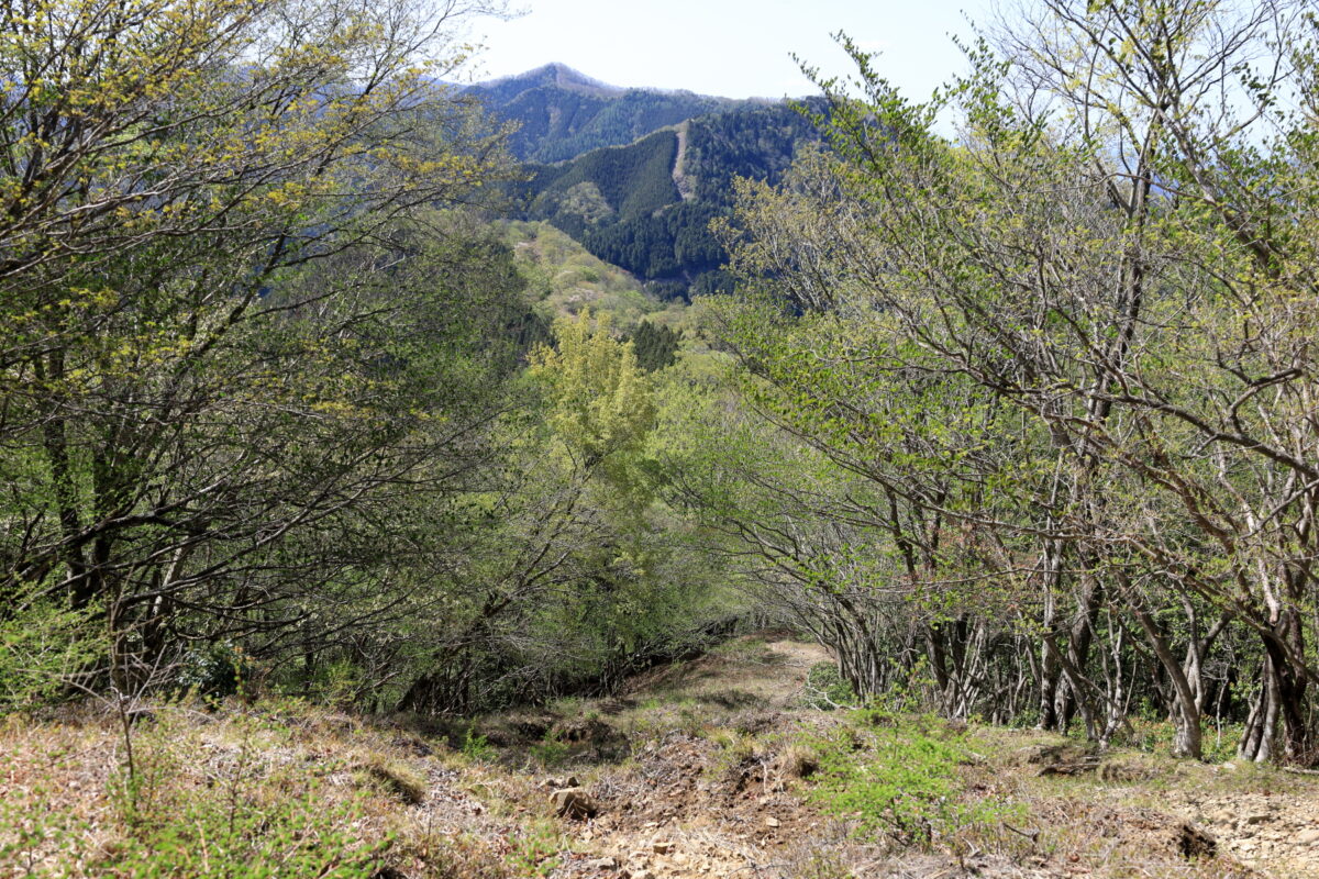 川苔山への登りの途中から眺める蕎麦粒山とここまでの尾根道
