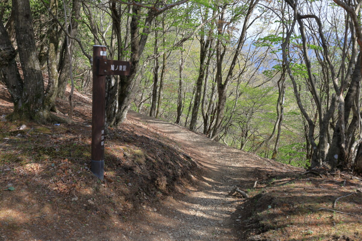 川苔山山頂直下の鳩ノ巣駅への分岐