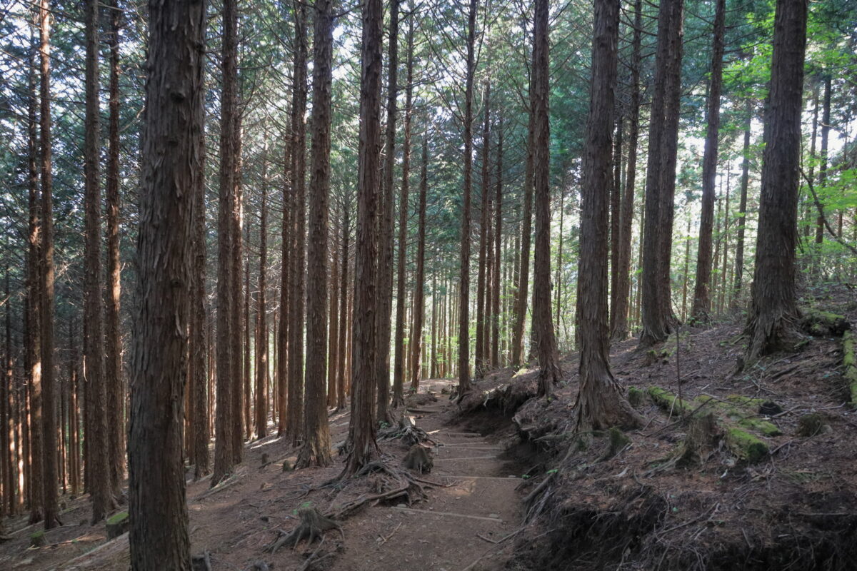 ひたすら植林帯の道が続く川苔山から鳩ノ巣駅への道