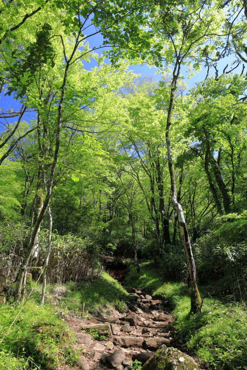 新緑が美しい金時山への登山道