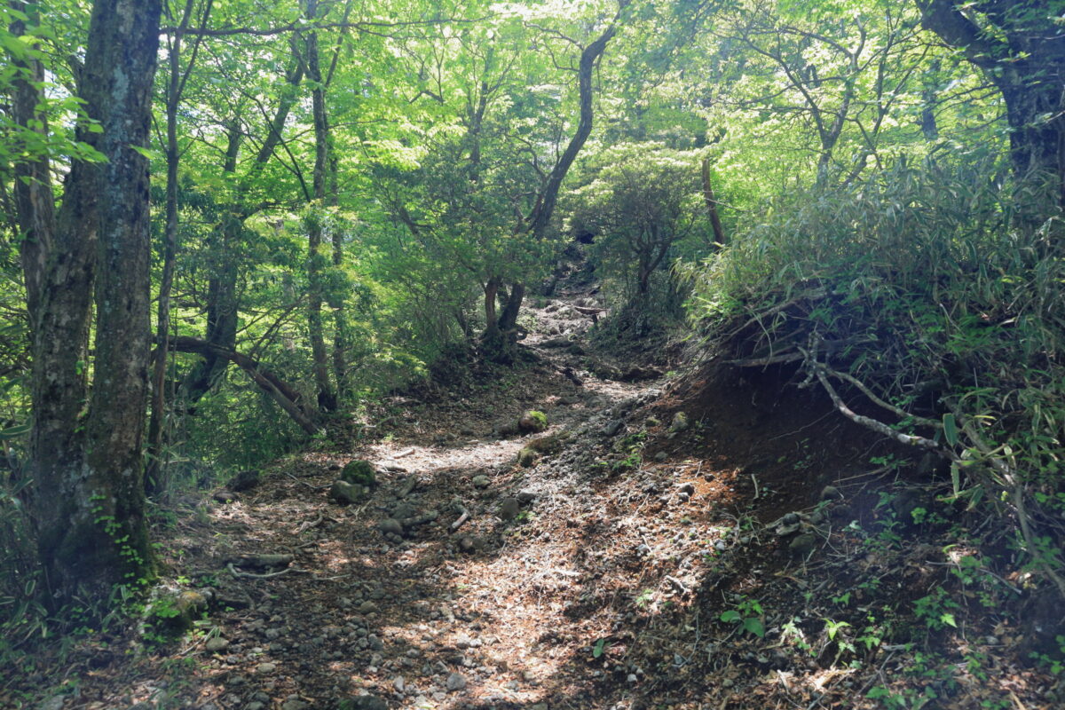 低い樹木のトンネルが続く乙女峠から丸岳への登山道