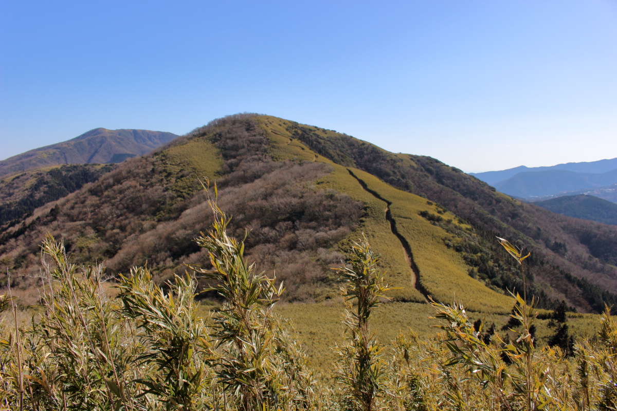 金時山～明神ヶ岳の笹の縦走路