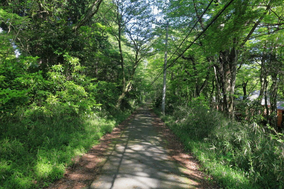 桃源台へ続く森の中の遊歩道