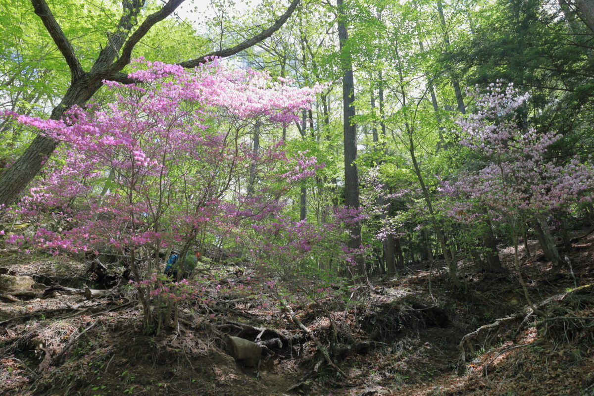 ツツジがきれいに咲いている富士見平小屋への登山道