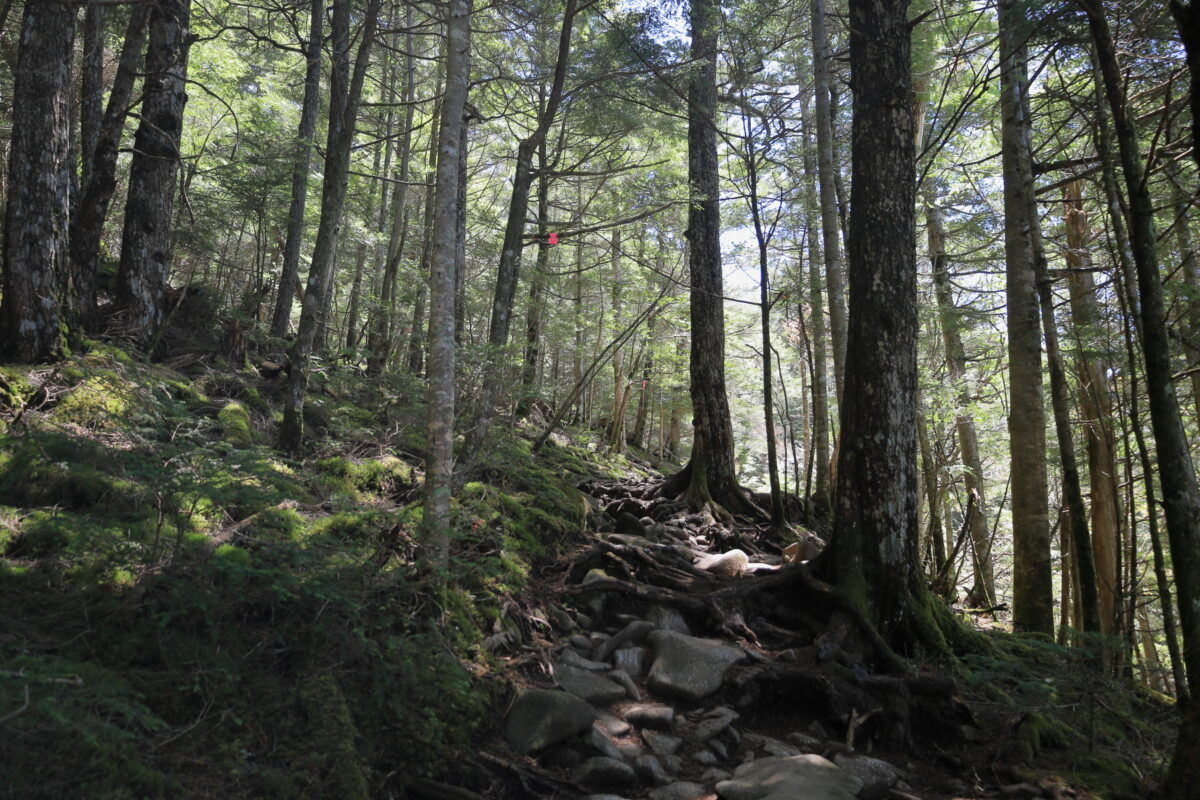 苔生した針葉樹の森の登山道