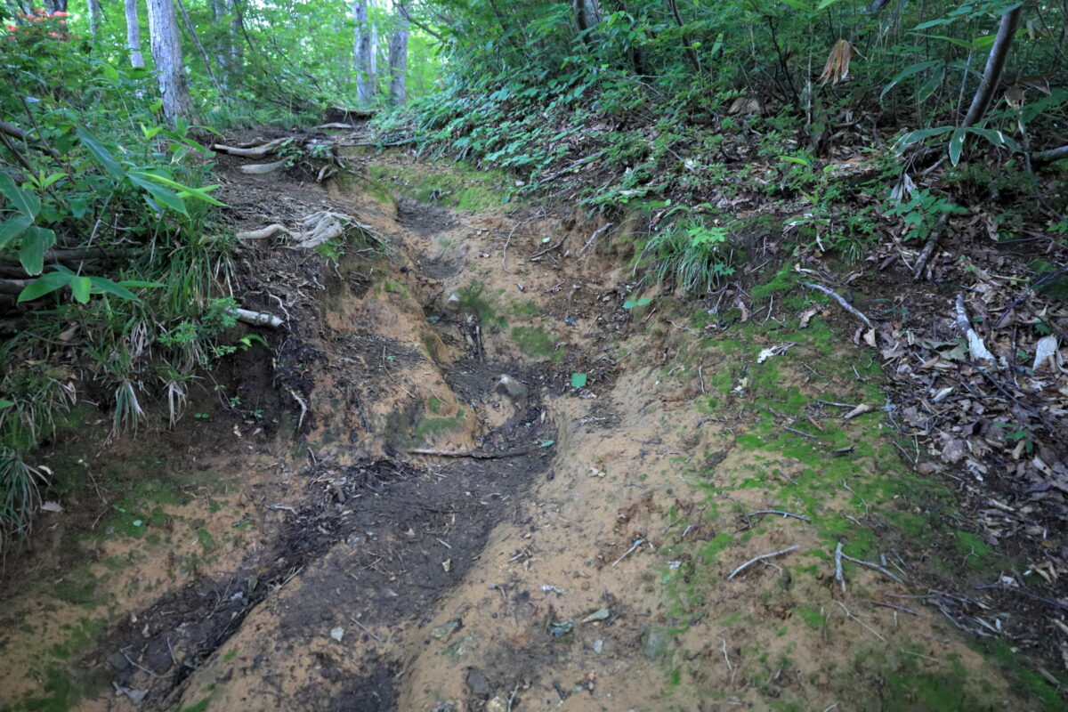 滑りやすい粘土質の土が多い井戸尾根コースの樹林帯