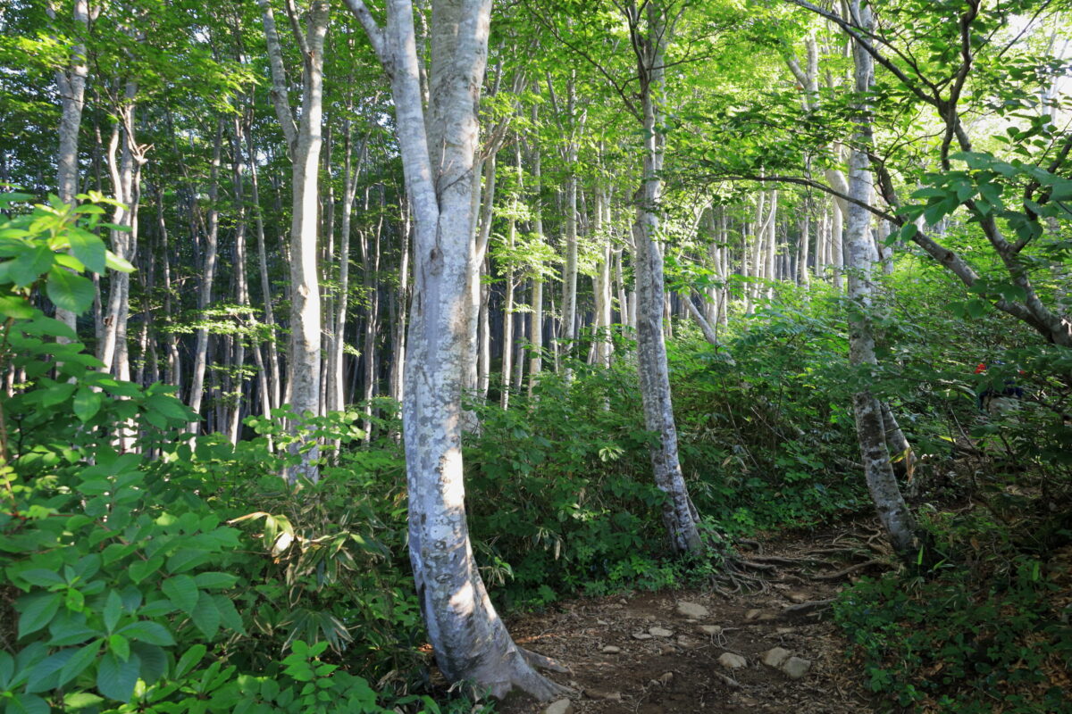 ブナ林が続く井戸尾根コースの登山道