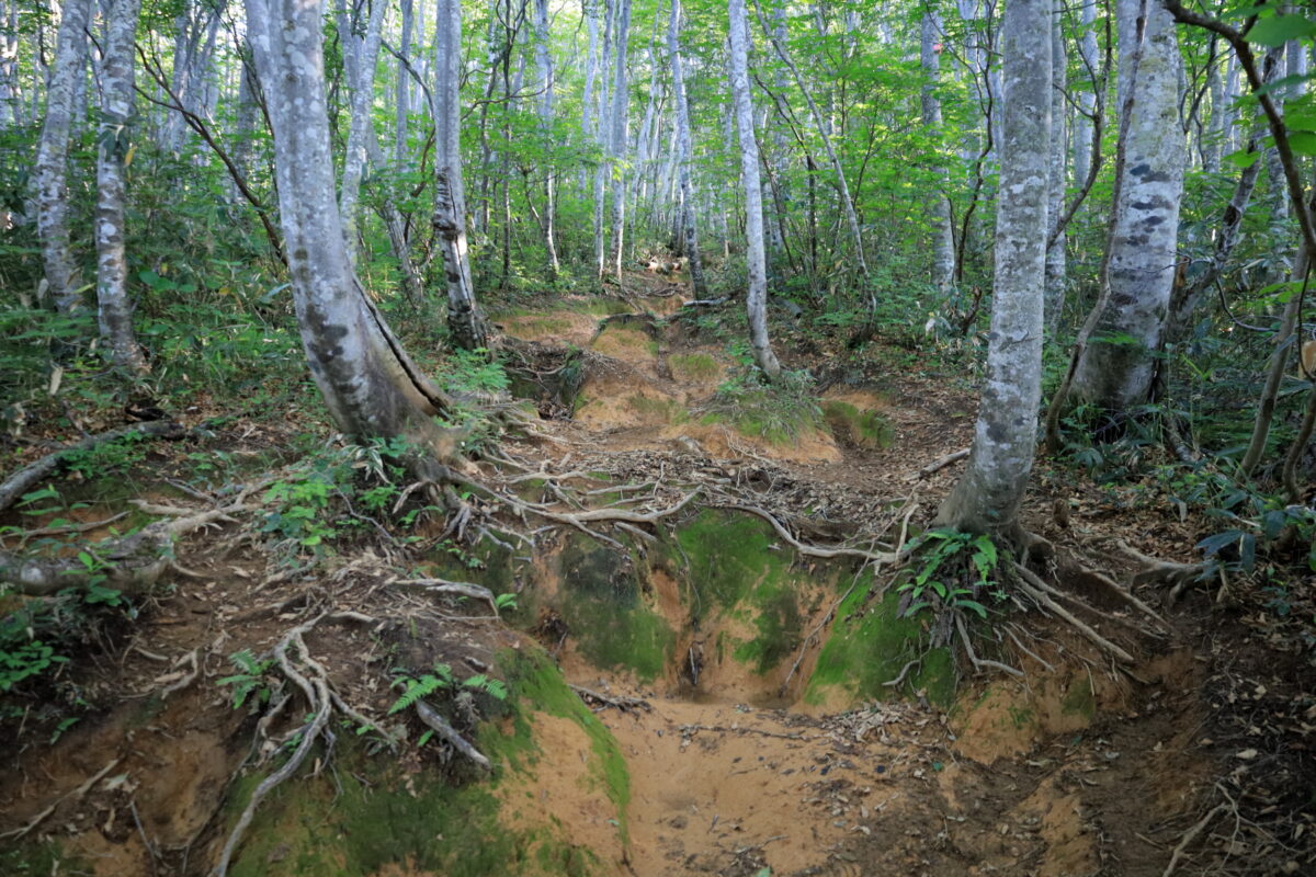 五合目から先も粘土質の赤土がある井戸尾根の登山道