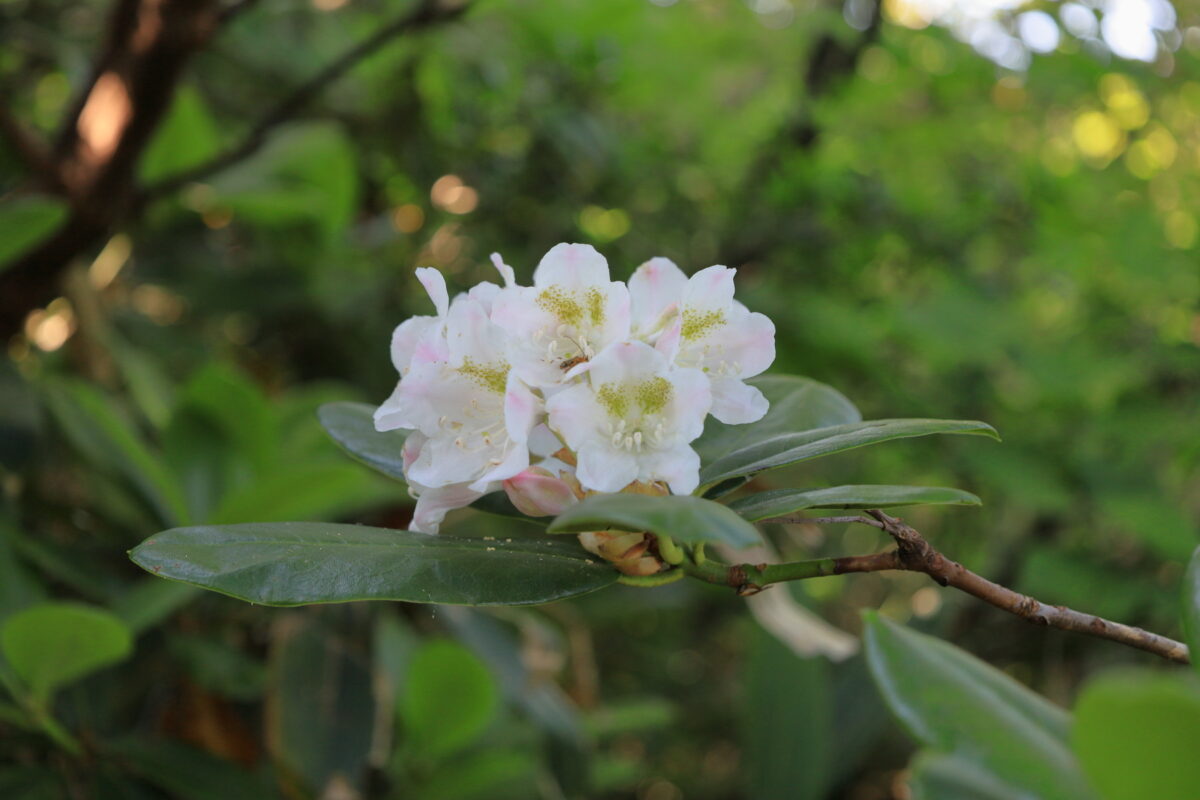 六合目の少し上に咲いていたハクサンシャクナゲの花