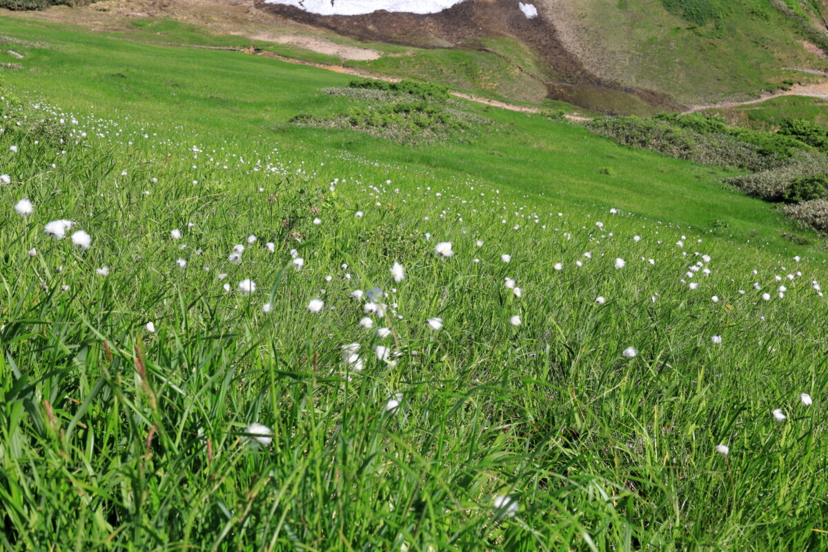 巻機山山頂付近の雪田草原に広がるワタスゲの群生