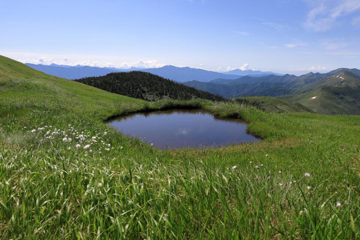 巻機山山頂付近の稜線に点在する池塘とワタスゲの群生