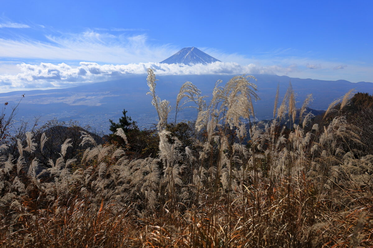 鉄塔下からのススキと富士山の風流な眺め