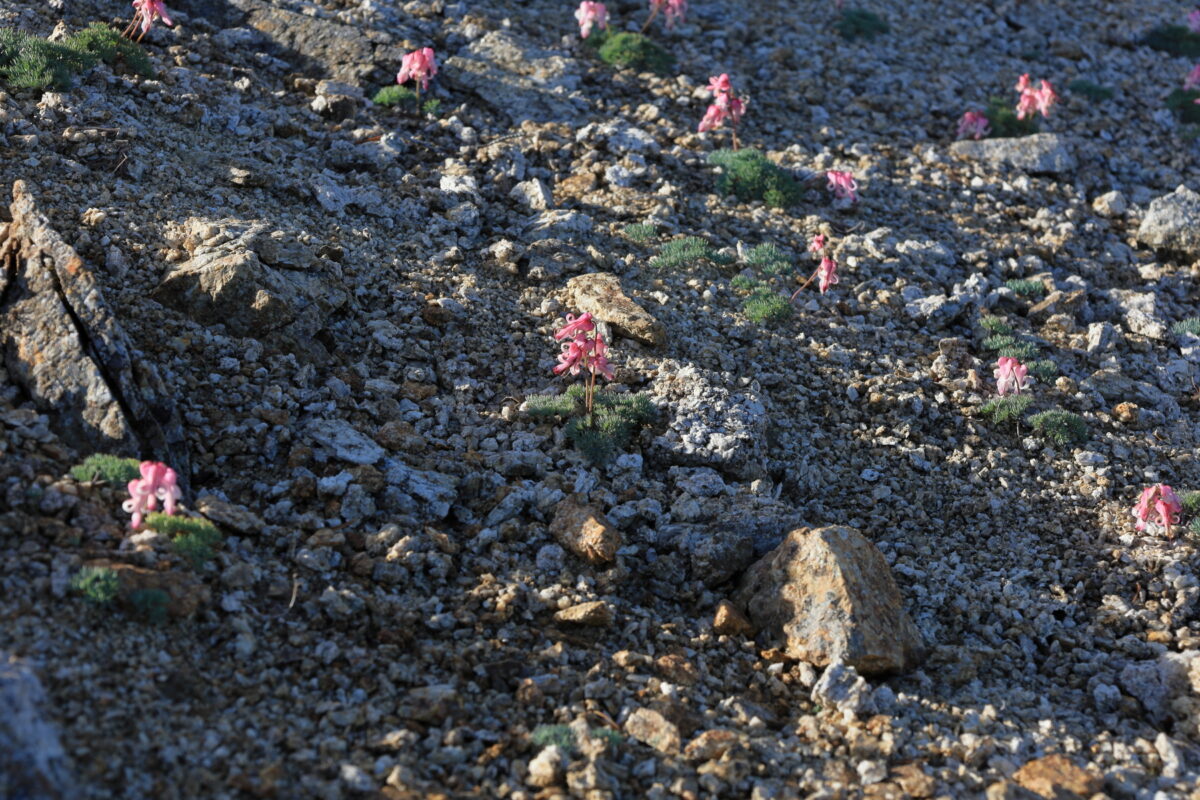 砂礫地に咲くコマクサの花