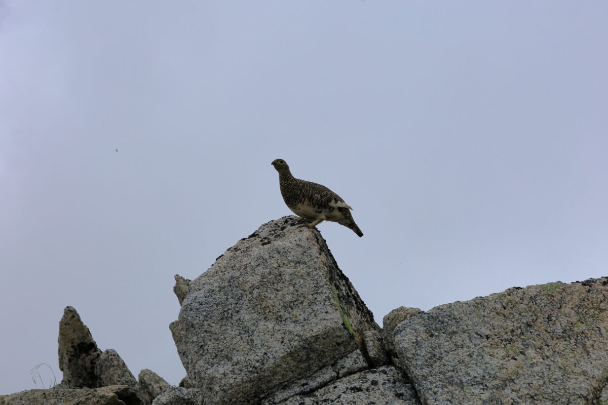 岩の上で警戒する雷鳥の親鳥