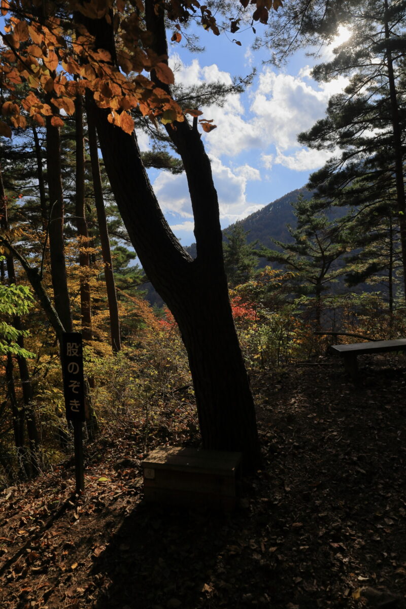 二股になった木の間から富士山が見える「股のぞき」